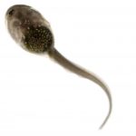 Stem Cell Research Tadpole