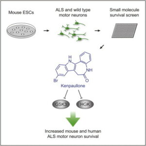 Basic RGB for StemBeads FGF2 Blog