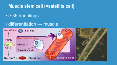stem cell growth factors 1