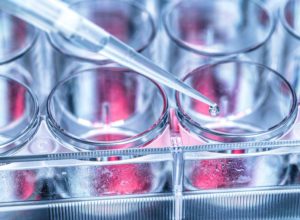 petri dish | stem culture offer