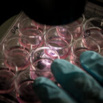 cell culture | nutrients