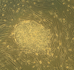 stem culture tips and tricks 2