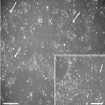 higher-quality stem cells thumbnail