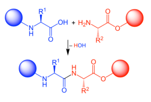 peptides vs. proteins