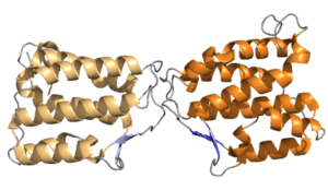 IL-34 protein PDB