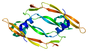VEGF protein PDB