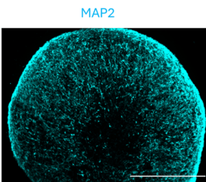 high quality neuron organoid