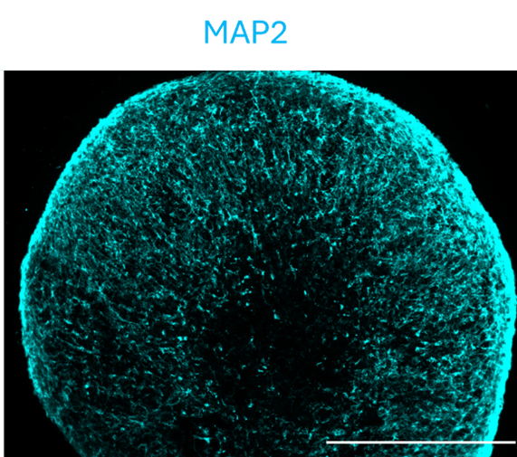 high quality neuron organoid