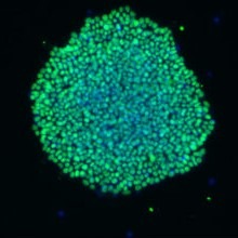 Qkine and StemCultures collaboration