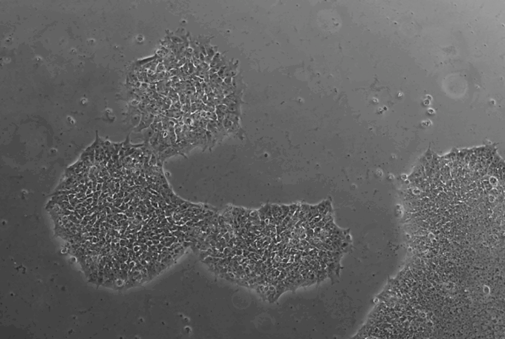 stem cells under a microscope
