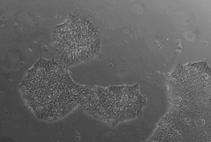 stem cells under a microscope